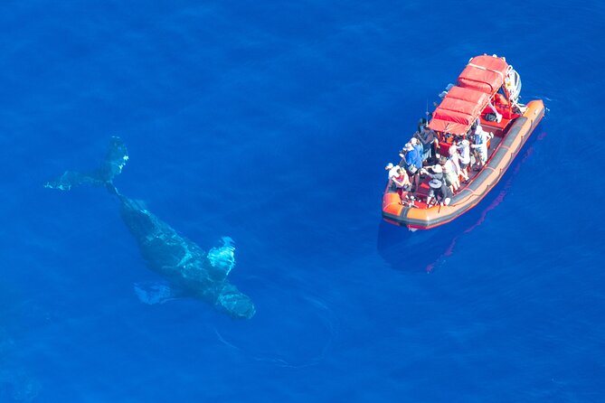 Maui Whale-Watching Tour by Raft from Kihei - Passing Wailea and Keawakapu Beach