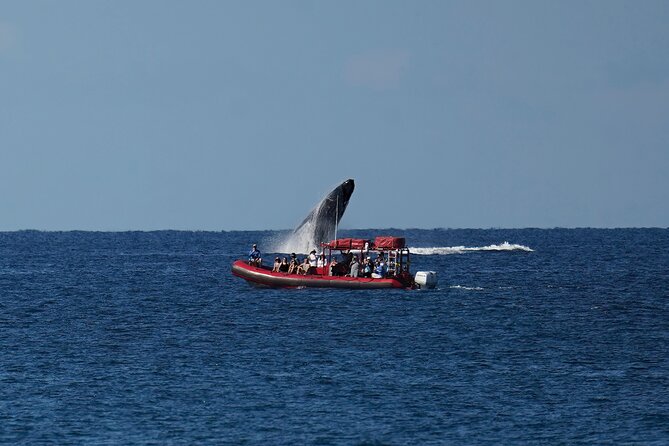 Maui Whale-Watching Tour by Raft from Kihei - The whale encounters you might have