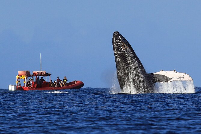 Maui Whale-Watching Tour by Raft from Kihei - Listening to whales through the hydrophone