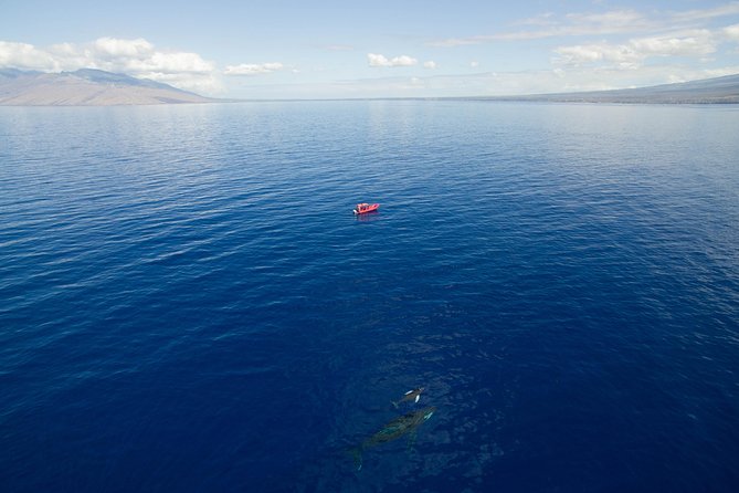 Maui Whale-Watching Tour by Raft from Kihei - The guide’s role makes a difference