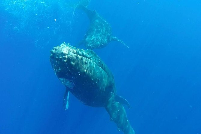 Maui Whale-Watching Tour by Raft from Kihei - Is the raft comfortable enough?