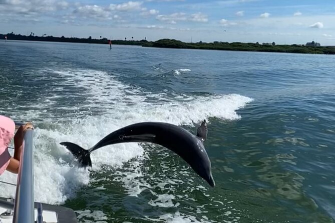 Mega Bite Dolphin Tour Boat in Clearwater Beach - Who Will Enjoy Mega Bite Most?