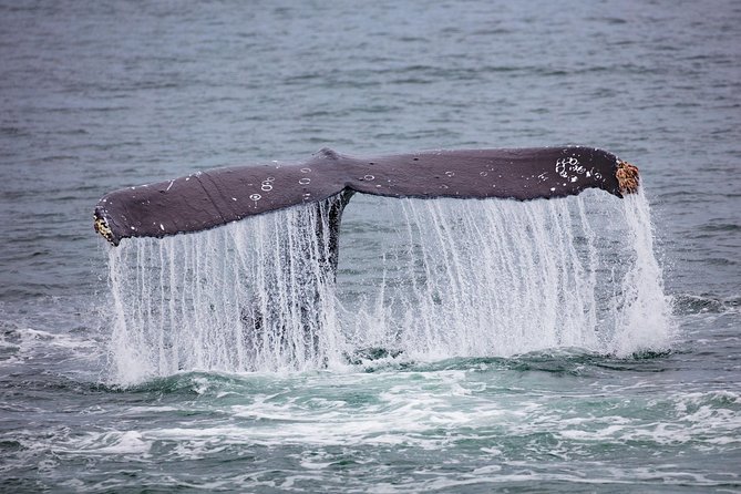 Mendenhall Glacier Visitor Center and Ultimate Whale Watch Combo - Why this combo works well in Juneau