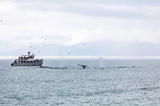 Mendenhall Glacier Visitor Center and Ultimate Whale Watch Combo - Morning and afternoon schedules