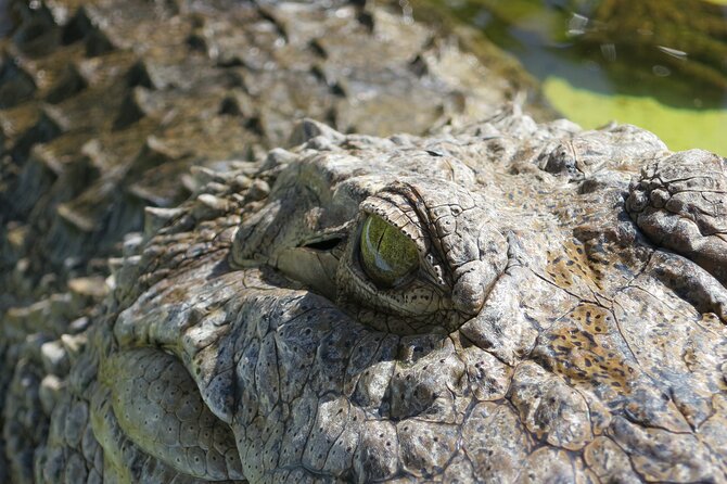 Miami and Everglades Adventure: Airboat & Bay Cruise Combo - The alligator show and wildlife exhibits