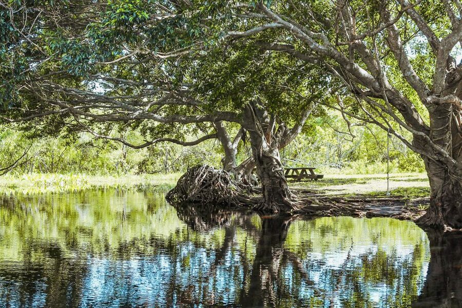 Miami: Everglades National Park Airboat Tour & Wildlife Show - Should you book the Gator Park airboat tour?
