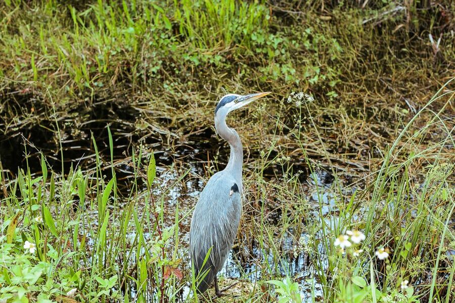 Miami: Everglades National Park Airboat Tour & Wildlife Show - How much wildlife should you expect?