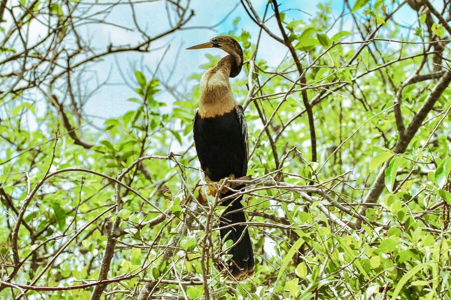 Miami: Everglades National Park Airboat Tour & Wildlife Show - Price, value, and what is not included