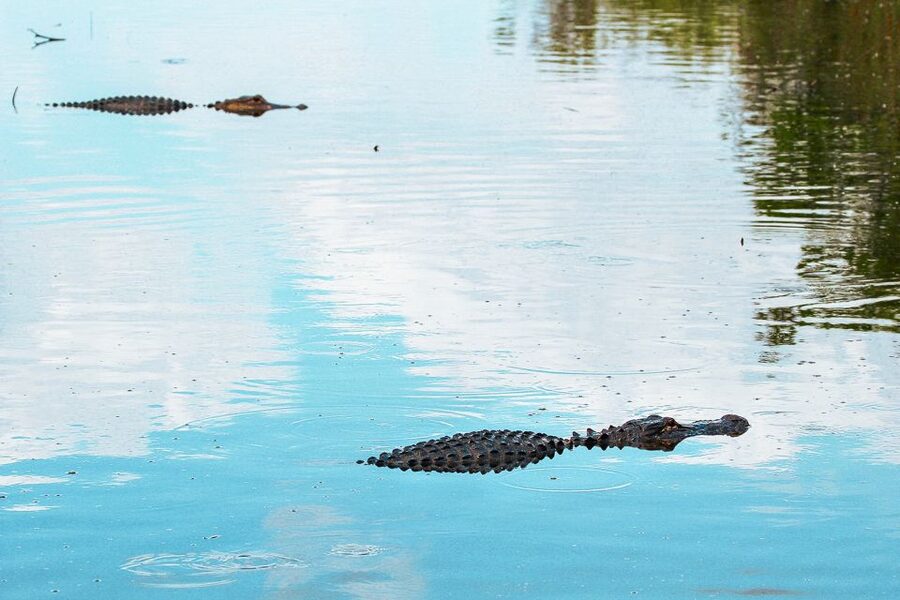 Miami: Everglades National Park Airboat Tour & Wildlife Show - Timing, comfort, and practical tips