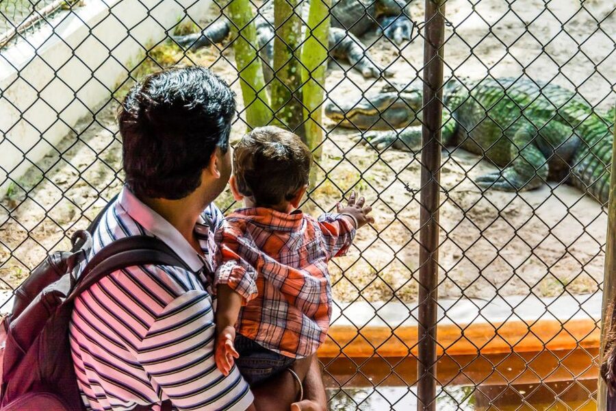 Miami: Everglades Safari Park Airboat Tour - How this compares with a full Everglades day