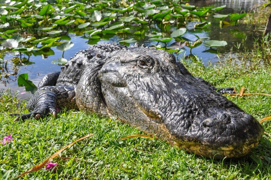 Miami: Everglades Safari Park Airboat Tour - What the $41 admission actually includes