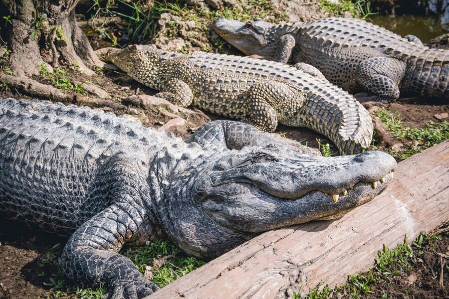 Miami: Everglades Safari Park Airboat Tour - Seating matters more than you might expect