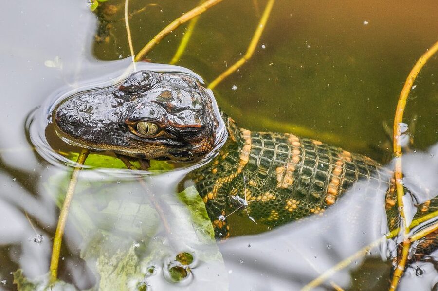 Miami: Everglades Safari Park Airboat Tour - Walking the Jungle Trail and viewing the exhibits