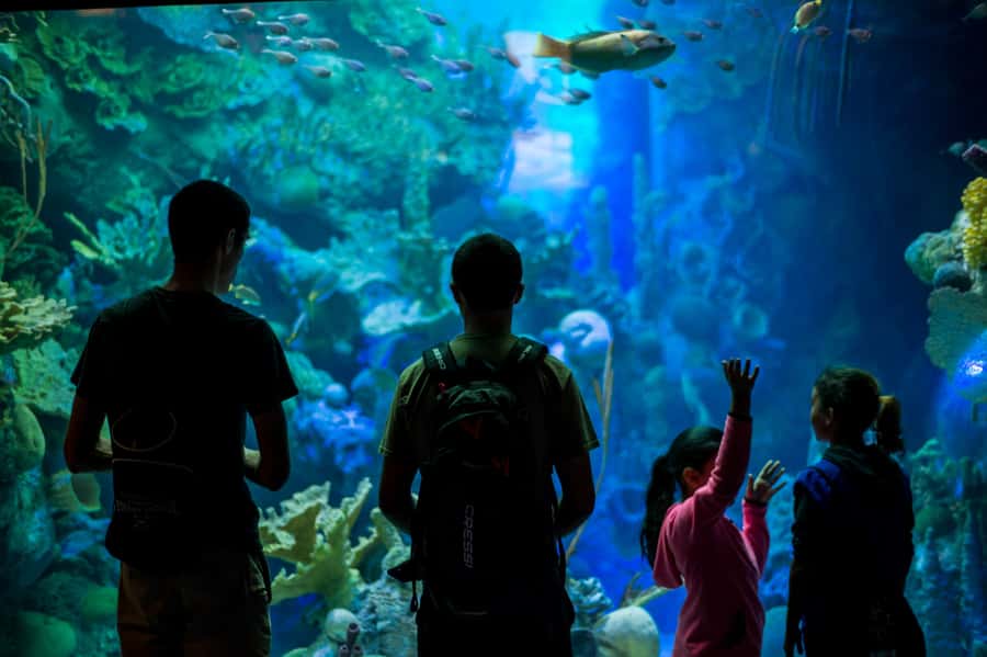 Miami: Frost Museum of Science and Planetarium Entry Ticket - Is Frost Science worth booking?