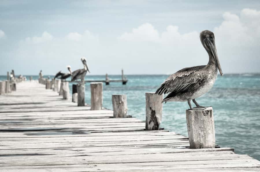 Miami: Key West Dolphin Watch or Snorkel Boat with pickup - Practical tips for a smoother day