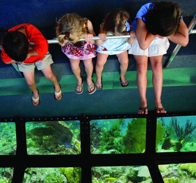 Miami: Key West Dolphin Watch or Snorkel Boat with pickup - Three hours of snorkeling in Florida waters