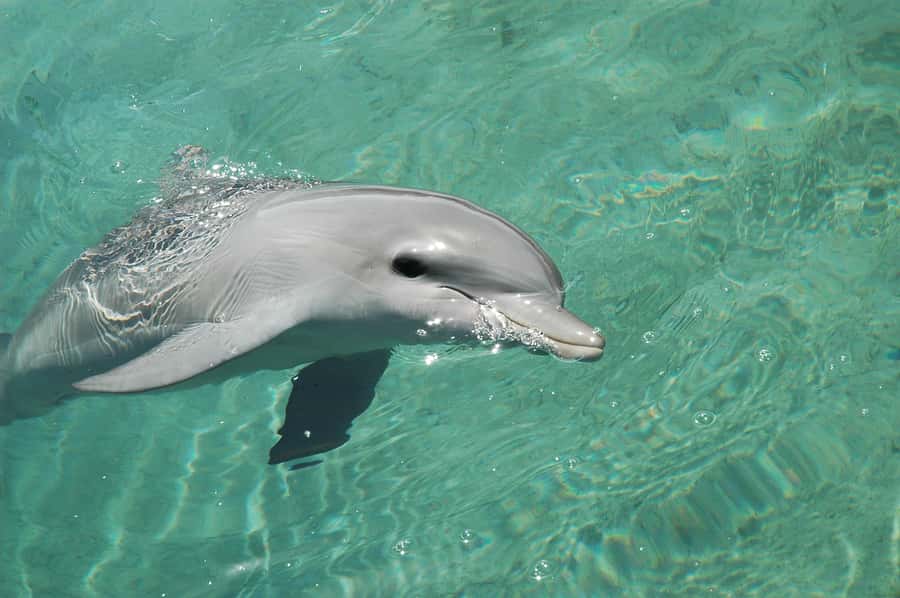 Miami: Key West Dolphin Watch or Snorkel Boat with pickup - Seeing the reef from a glass-bottom boat