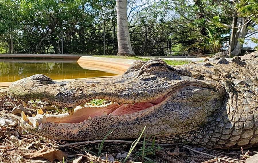 Miami: Original Everglades Airboat Tour & Interpretive area - What you get for $39 at Coopertown