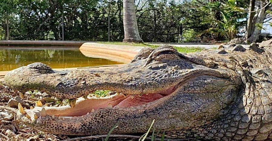 Miami: Original Everglades Airboat Tour & Interpretive area - Who will enjoy this Everglades visit?