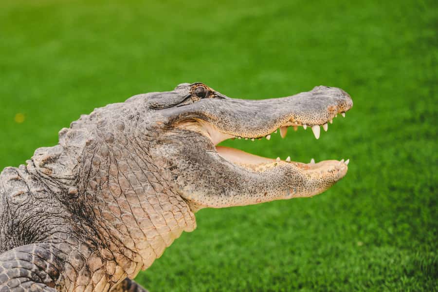 Miami: Wild Everglades Airboat Ride and Gator Encounters - One hour on the airboat