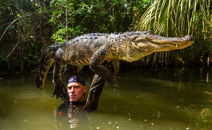 Miami: Wild Everglades Airboat Ride and Gator Encounters - What happens at the alligator presentation