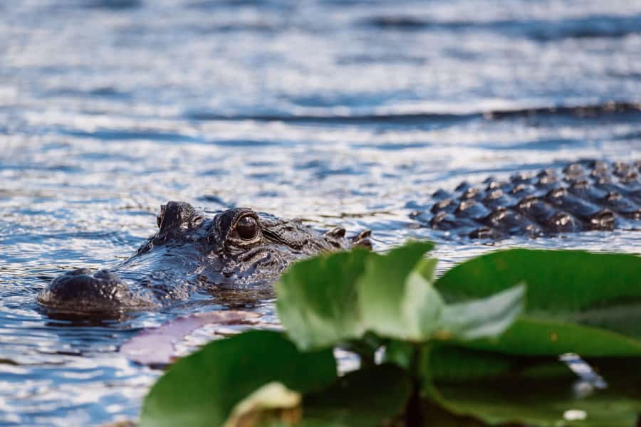 Miami: Wild Everglades Airboat Ride and Gator Encounters - Who will enjoy this Miami day trip?