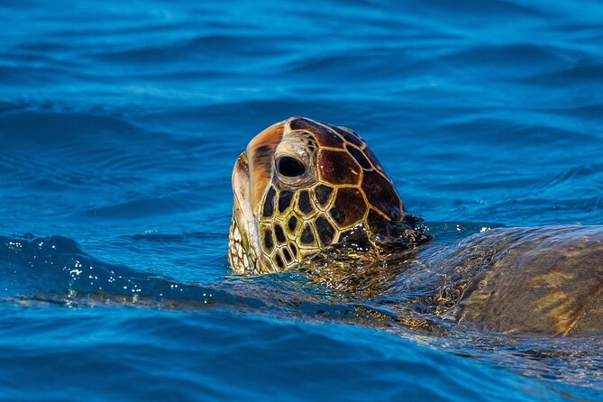 Moana’s Waikīkī Grand Guided Turtle Snorkel & Sailing Adventure - Is $76.49 a fair price?