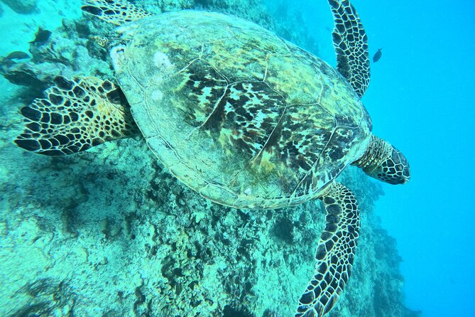Moana’s Waikīkī Grand Guided Turtle Snorkel & Sailing Adventure - Cancellation and planning details