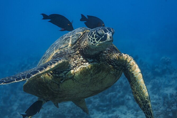 Moana’s Waikīkī Grand Guided Turtle Snorkel & Sailing Adventure - Sailing toward Turtle Canyon