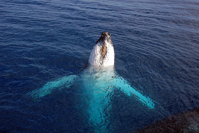 Monterey Bay Whale Watching - Why Moss Landing is a smart whale-watching base