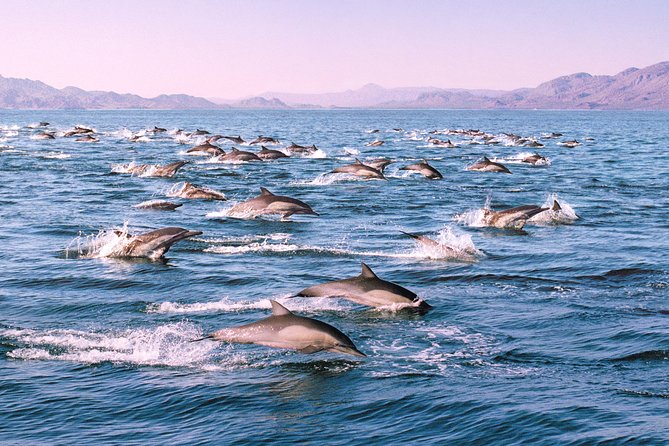 Monterey Bay Whale Watching - Humpbacks, orcas, and the other animals you might see