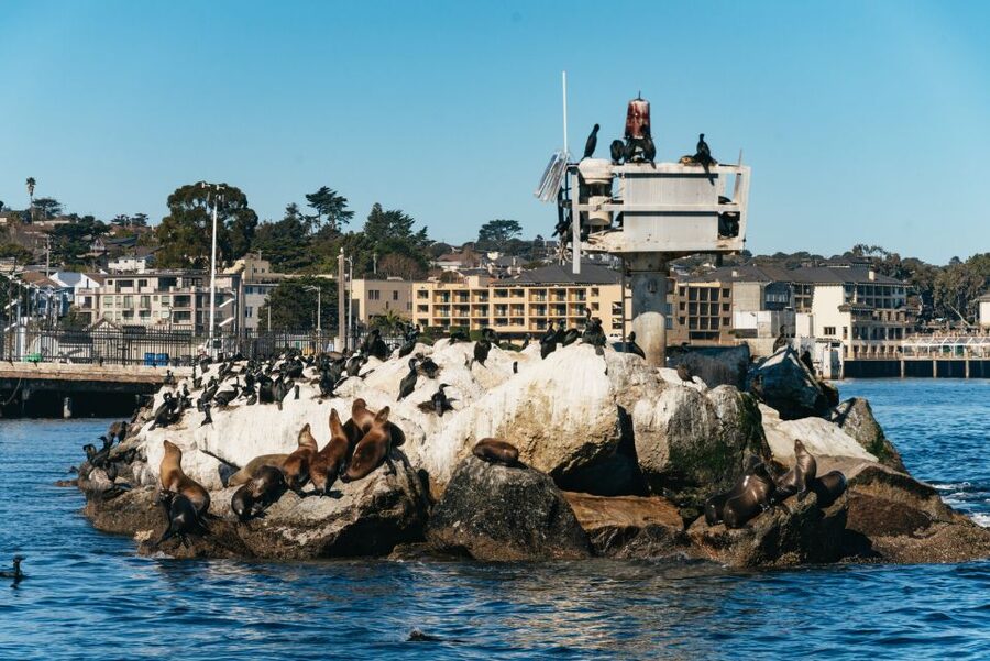 Monterey Bay: Whale Watching Tour - Why Monterey Bay Is Such a Strong Whale-Watching Spot