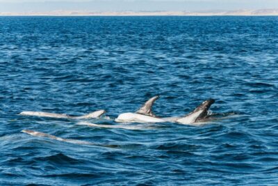 Monterey Bay: Whale Watching Tour