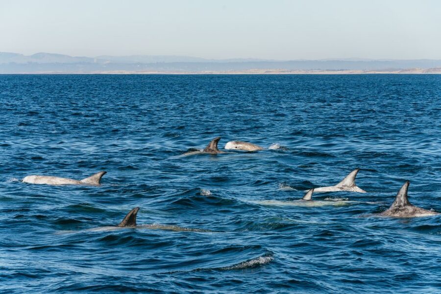 Monterey Bay: Whale Watching Tour - The Biologist Makes the Difference
