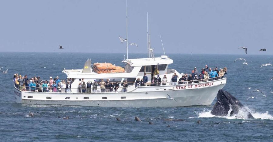Monterey: Monterey Bay Dolphin and Whale Watching Boat Tour - Key things to know before you sail