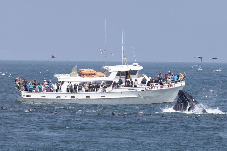 Monterey: Monterey Bay Dolphin and Whale Watching Boat Tour - Searching the deeper water for humpbacks