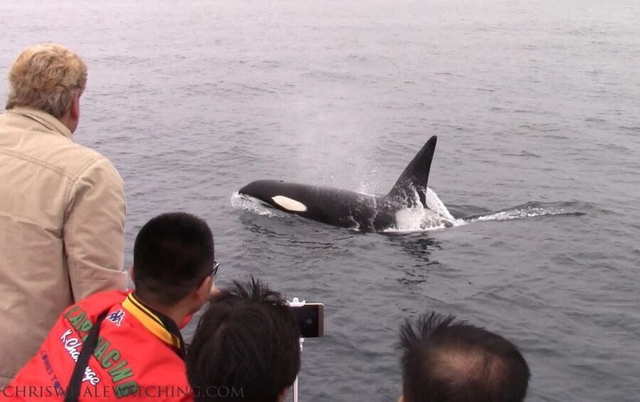 Monterey: Monterey Bay Dolphin and Whale Watching Boat Tour - Why a small boat can improve the experience