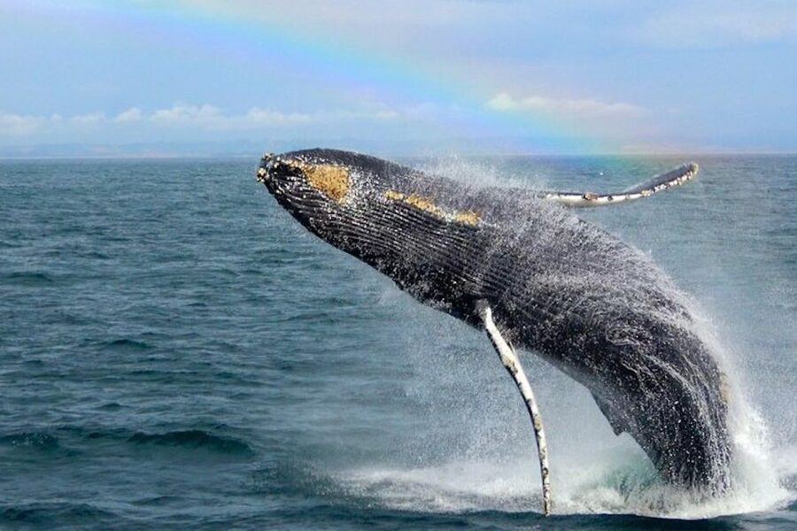 Monterey: Monterey Bay Dolphin and Whale Watching Boat Tour - Who will enjoy this cruise most