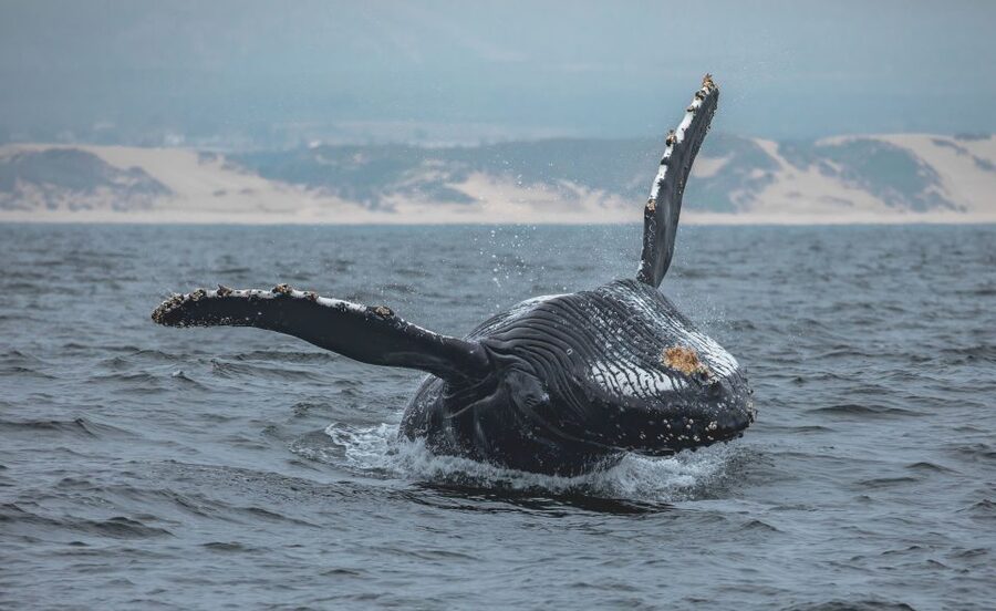 Monterey: Sunset Whale Watching Cruise with A Guide - What the naturalist adds to the trip