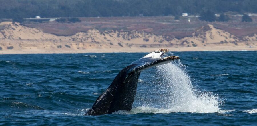Monterey: Sunset Whale Watching Cruise with A Guide - The boat, motion, and comfort level