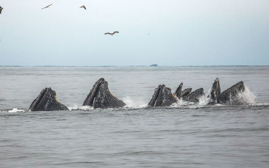 Monterey: Sunset Whale Watching Cruise with A Guide - How good is the $75 value?