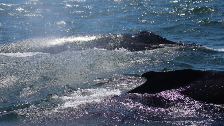 Monterey: Sunset Whale Watching Cruise with A Guide - Small details that make the experience better