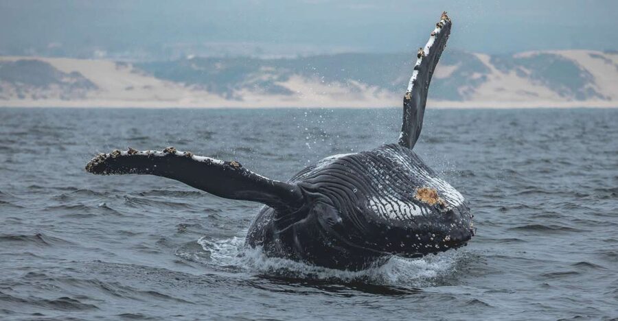 Monterey: Sunset Whale Watching Cruise with A Guide - The three-hour search for whales and dolphins