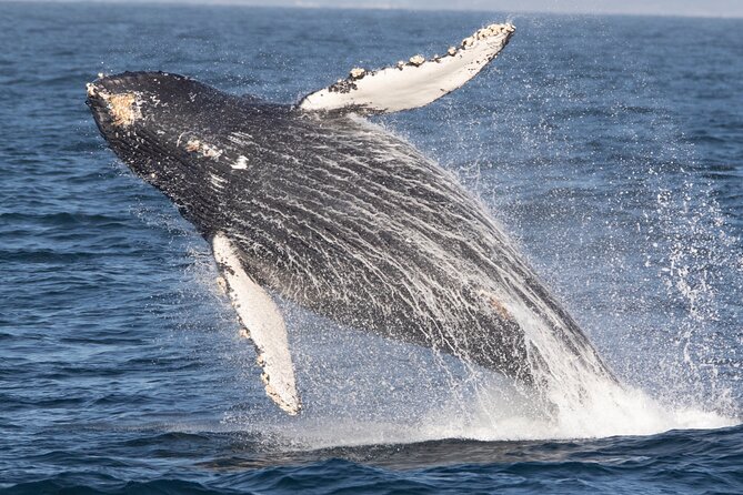 Monterey Whale Watching Tour - Why Monterey Bay is such a strong whale-watching base