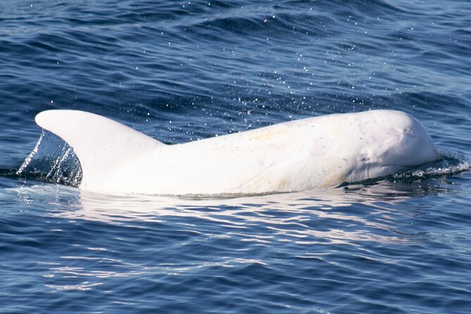 Monterey Whale Watching Tour - The naturalists add real value