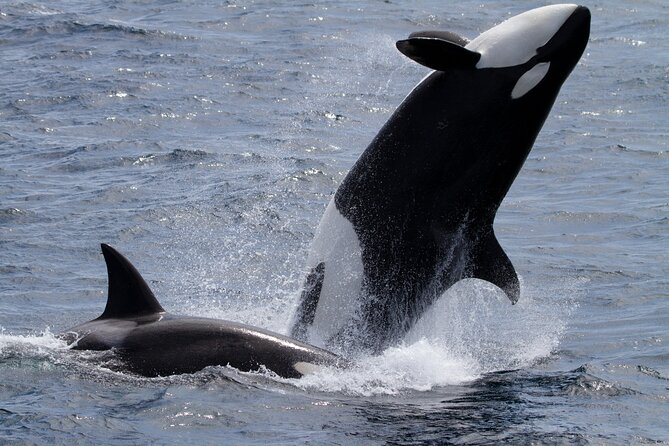 Monterey Whale Watching Tour - Seasickness deserves serious planning