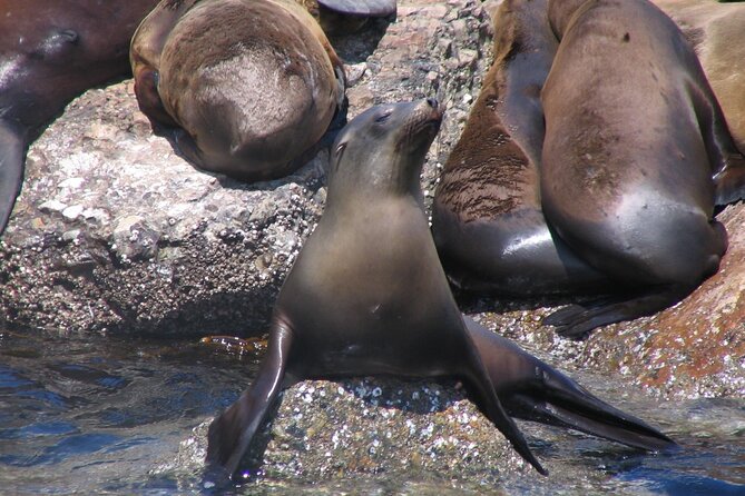 Monterey Whale Watching Tour - Is $70 a good value?