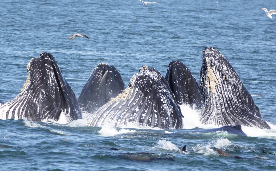 Monterey: Whale Watching Tour with A Marine Guide - Key points to know before sailing