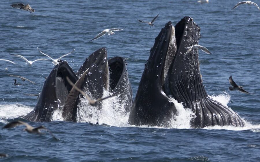 Monterey: Whale Watching Tour with A Marine Guide - Leaving Fisherman’s Wharf for the Marine Sanctuary