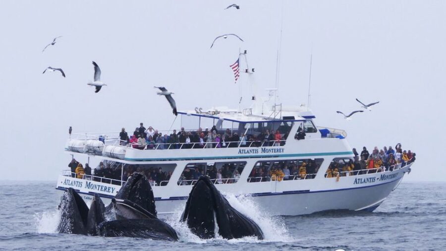 Monterey: Whale Watching Tour with A Marine Guide - What the 150-minute route is really like